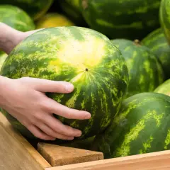 Ręce wybierają arbuza, sprawdzając jego wagę i kolor. Jak wybrać arbuza? Szukaj żółtej plamy i ciężkiego owocu.